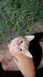 Found/Stray Unknown Cat last seen 46th and Decatur, Denver, CO 80211
