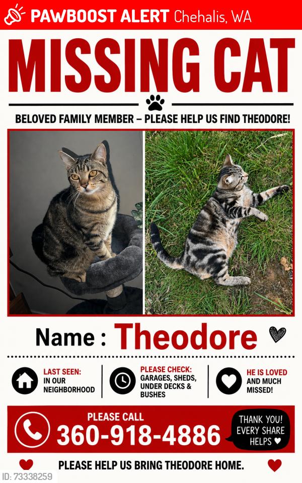 Lost Male Cat last seen centralia alpha and Nix lane, Chehalis, WA 98532