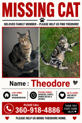 Lost Male Cat last seen centralia alpha and Nix lane, Chehalis, WA 98532