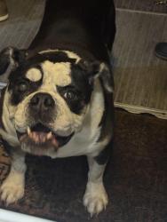Found/Stray Male Dog last seen 144th and crescent valley dr nw, Maplewood, WA 98332