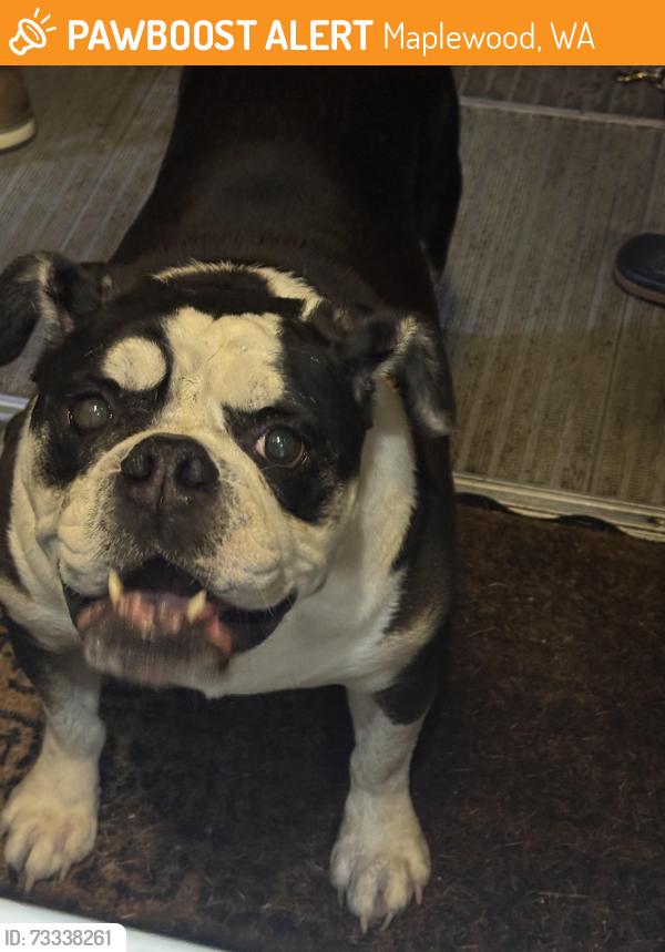 Found/Stray Male Dog last seen 144th and crescent valley dr nw, Maplewood, WA 98332