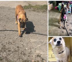 Found/Stray Unknown Dog last seen Gary Indiana Animal Control, Gary, IN 46402