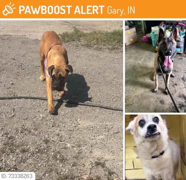 Found/Stray Unknown Dog last seen Gary Indiana Animal Control, Gary, IN 46402