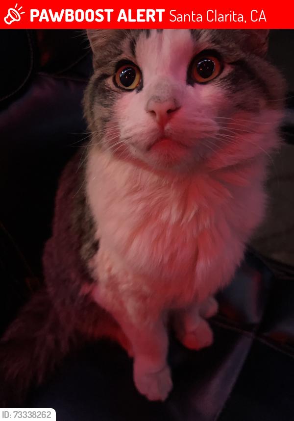Lost Male Cat last seen Via princessa, sand canyon , river s, Granada villa mobile homes park, Santa Clarita, CA 91351
