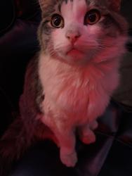 Lost Male Cat last seen Via princessa, sand canyon , river s, Granada villa mobile homes park, Santa Clarita, CA 91351