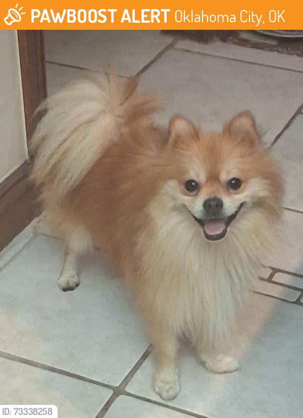 Found/Stray Male Dog last seen Kingswood Addition, Oklahoma City, OK 73170