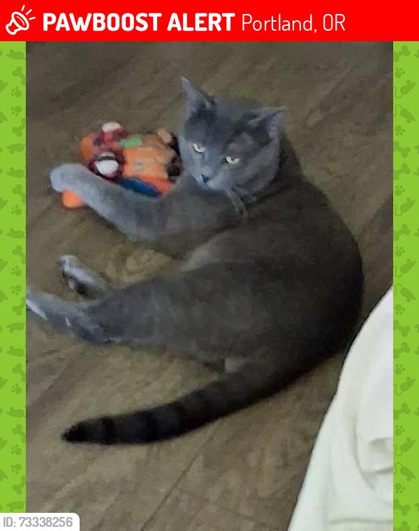 Lost Male Cat last seen sandy blvd, Portland, OR 97203