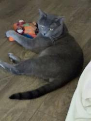 Lost Male Cat last seen sandy blvd, Portland, OR 97203