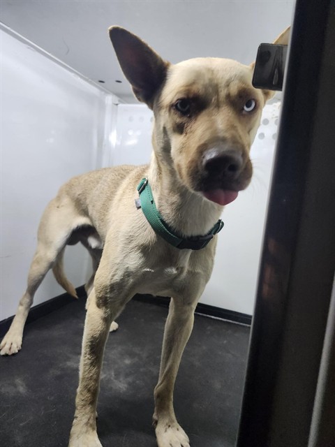 Shelter Stray Male Dog last seen Near BLK GEORGIA DR,BAKERSFIELD,CA, 201 S Mt Vernon Ave, Bakersfield, CA 93307, USA