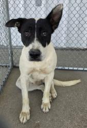 Shelter Stray Female Dog last seen Near BLOCK KELLY ST, MOJAVE CA 93501, 3951 Fruitvale Ave, Bakersfield, CA 93308, USA