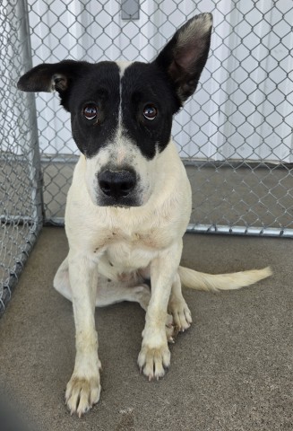 Shelter Stray Female Dog last seen Near BLOCK KELLY ST, MOJAVE CA 93501, 3951 Fruitvale Ave, Bakersfield, CA 93308, USA