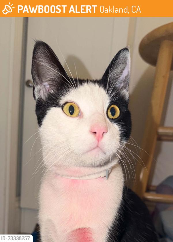 Found/Stray Male Cat last seen ash and 79th Avenue, Oakland, CA 94621