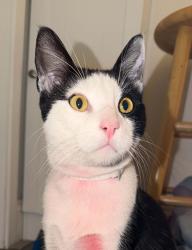 Found/Stray Male Cat last seen ash and 79th Avenue, Oakland, CA 94621