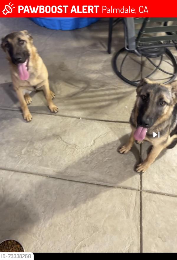 Lost Female Dog last seen Avenue R, Palmdale, CA 93550