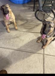 Lost Female Dog last seen Avenue R, Palmdale, CA 93550