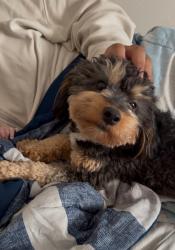 Reunited Male Dog last seen Near sandy lane corrales New Mexico, Corrales, NM 87048