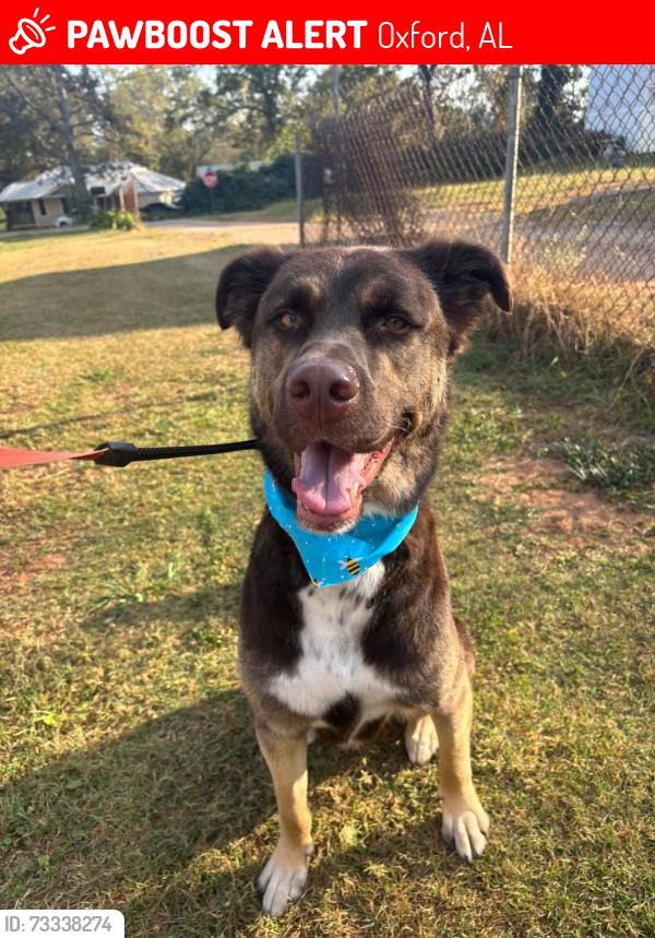 Lost Male Dog last seen Pace Street, Oxford, AL 36203