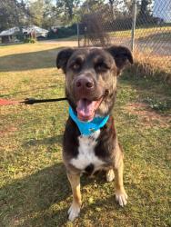 Lost Male Dog last seen Pace Street, Oxford, AL 36203
