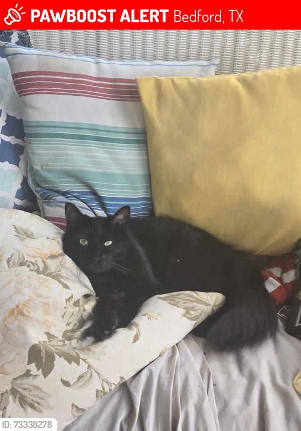Lost Male Cat last seen McCain/ Amerst, Bedford, TX 76021