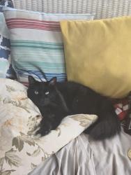 Lost Male Cat last seen McCain/ Amerst, Bedford, TX 76021