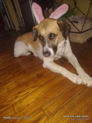 Reunited Female Dog last seen Seven in middlebelt, Livonia, MI 48152