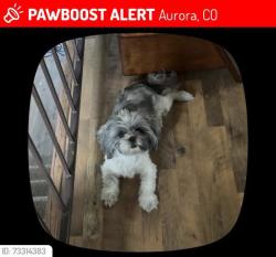 Lost Female Dog last seen 22th, Aurora, CO 80011