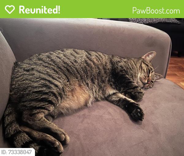 Reunited Male Cat last seen Palmetto, Pacifica, CA 94044