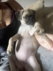 Lost Female Dog last seen Near sw 69th terr aptB, Gainesville, FL 32608