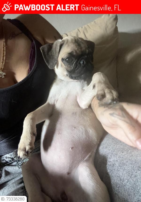 Lost Female Dog last seen Near sw 69th terr aptB, Gainesville, FL 32608