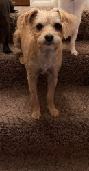 Reunited Male Dog last seen Near South 700 East, Sandy, UT 84070