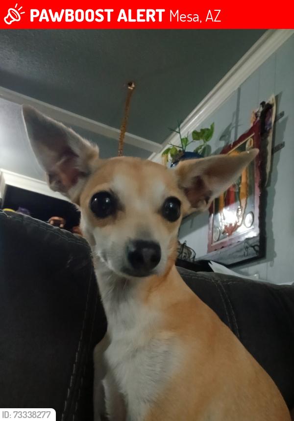 Lost Female Dog last seen Breoadway and Ellsworth, Mesa, AZ 85206