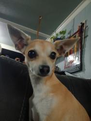 Lost Female Dog last seen Breoadway and Ellsworth, Mesa, AZ 85206