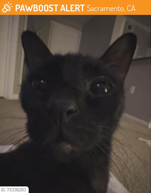 Found/Stray Male Cat last seen Nugget Market, Sacramento, CA 95831