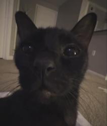 Found/Stray Male Cat last seen Nugget Market, Sacramento, CA 95831