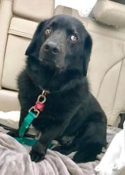 Lost Male Dog last seen Broadrock rd south kingston ri, South Kingstown, RI 02879