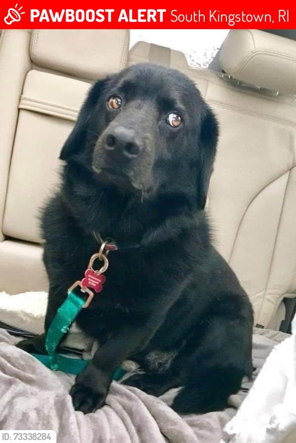 Lost Male Dog last seen Broadrock rd south kingston ri, South Kingstown, RI 02879