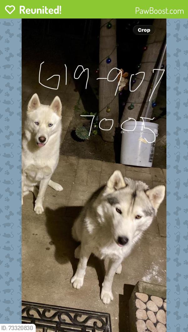 Reunited Female Dog last seen Near Goodyear St, San Diego, CA 92113, USA, San Diego, CA 92113