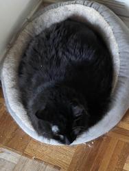 Reunited Male Cat last seen Near Hidden Valley Airpark, Shady Shores, TX 76208