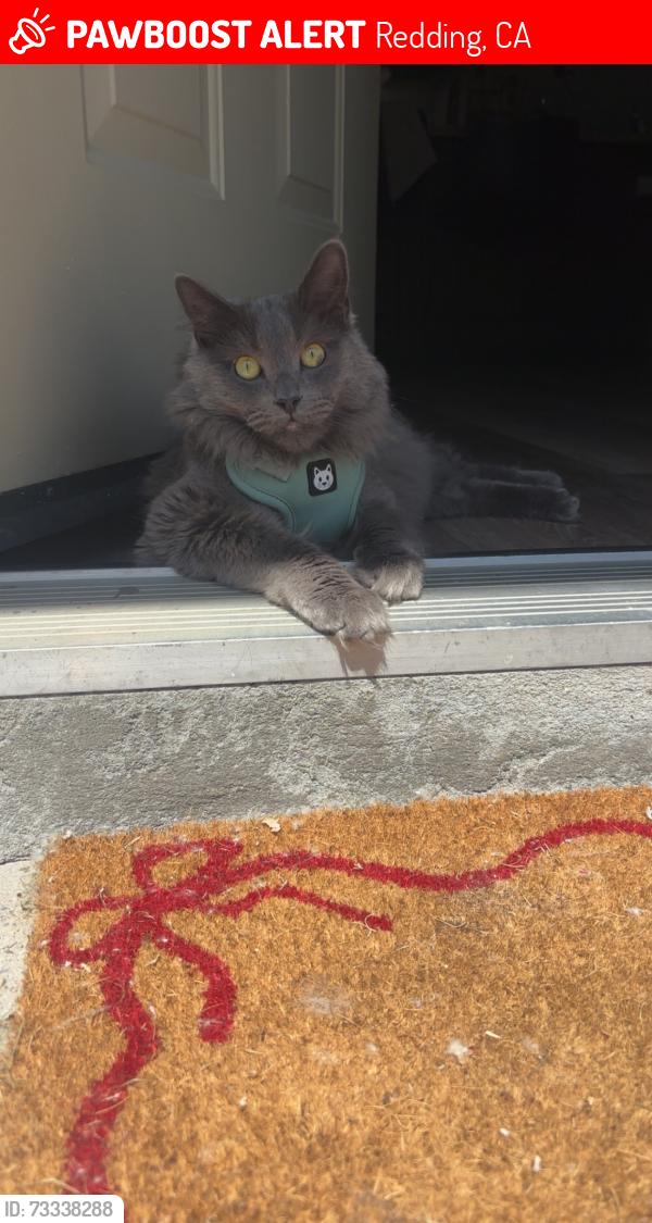 Lost Male Cat last seen Boulder creek and waterworks park, Redding, CA 96003