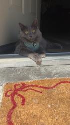 Lost Male Cat last seen Boulder creek and waterworks park, Redding, CA 96003