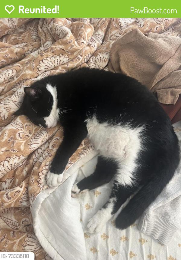 Reunited Male Cat last seen Ebers Street and Cape May Ave, San Diego, CA 92107