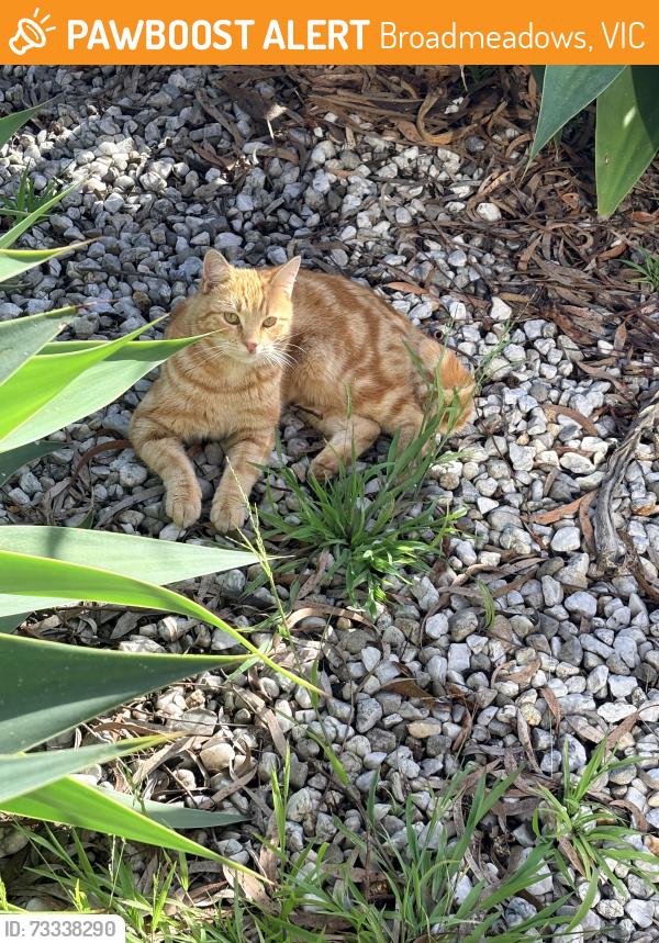 Found/Stray Unknown Cat last seen Blair Street, Broadmeadows, VIC 3047