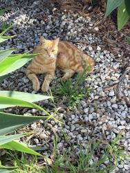 Found/Stray Unknown Cat last seen Blair Street, Broadmeadows, VIC 3047