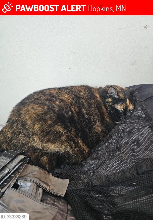 Lost Female Cat last seen Knollwood Towers West, Hopkins, MN 55343