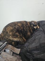 Lost Female Cat last seen Knollwood Towers West, Hopkins, MN 55343