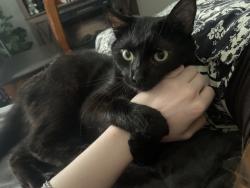 Reunited Female Cat last seen Royal Valley, Hubert, NC 28539