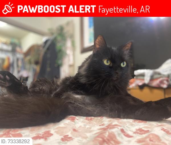 Lost Male Cat last seen Between golf club Dr and Merion away first stop sign after the pool, Fayetteville, AR 72704