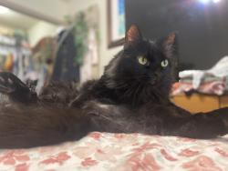 Lost Male Cat last seen Between golf club Dr and Merion away first stop sign after the pool, Fayetteville, AR 72704
