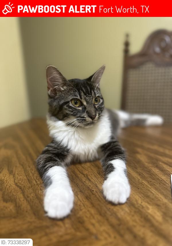 Lost Female Cat last seen Near goldenwood dr 76112, Fort Worth, TX 76112