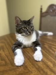 Lost Female Cat last seen Near goldenwood dr 76112, Fort Worth, TX 76112